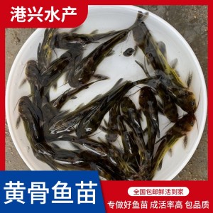 大量出售黃骨魚苗 黃辣丁魚大量